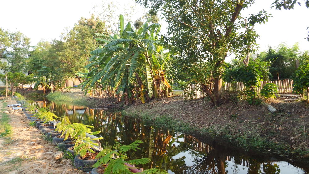 The canal around the plantation The canal around the plantation