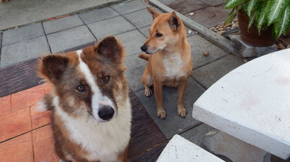 Welcoming committee Welcoming committee