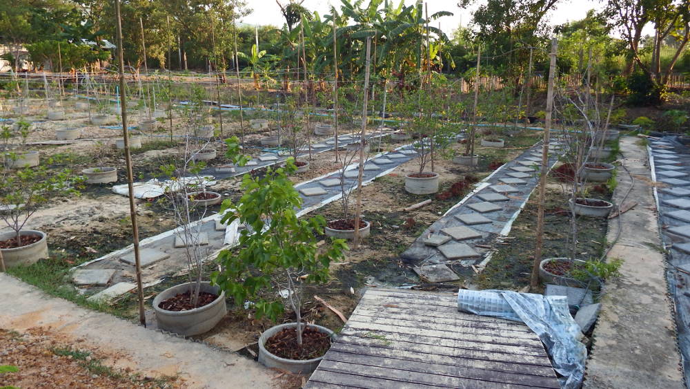 Fruit tree plantation Fruit tree plantation