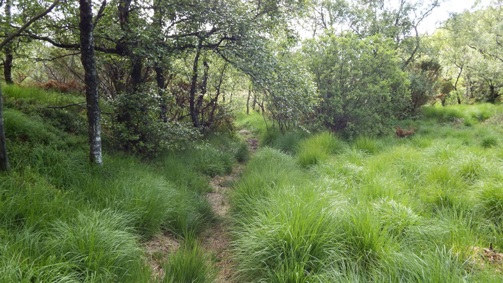 The trail up to Paradis