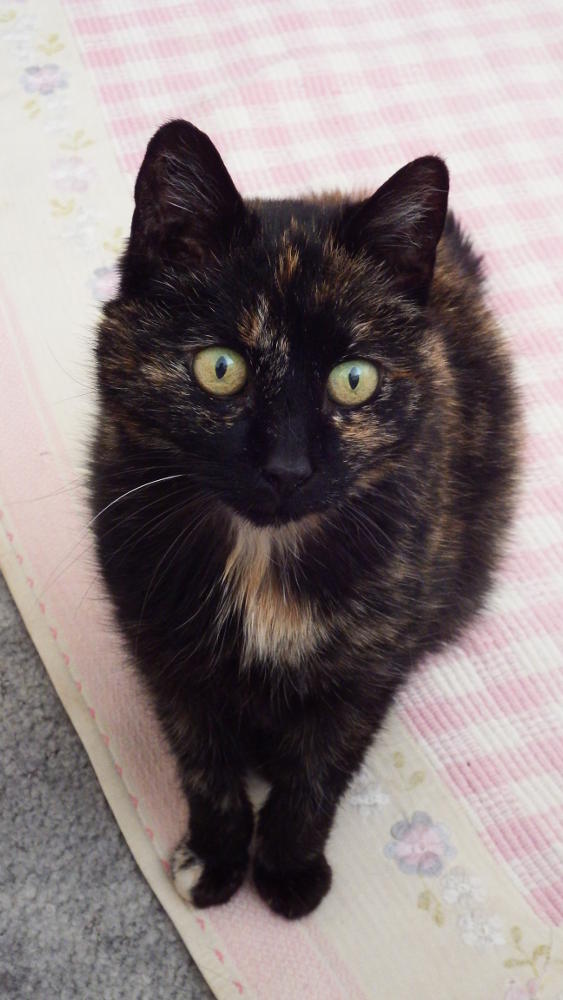 Biscuit the lady of the house Biscuit the lady of the house