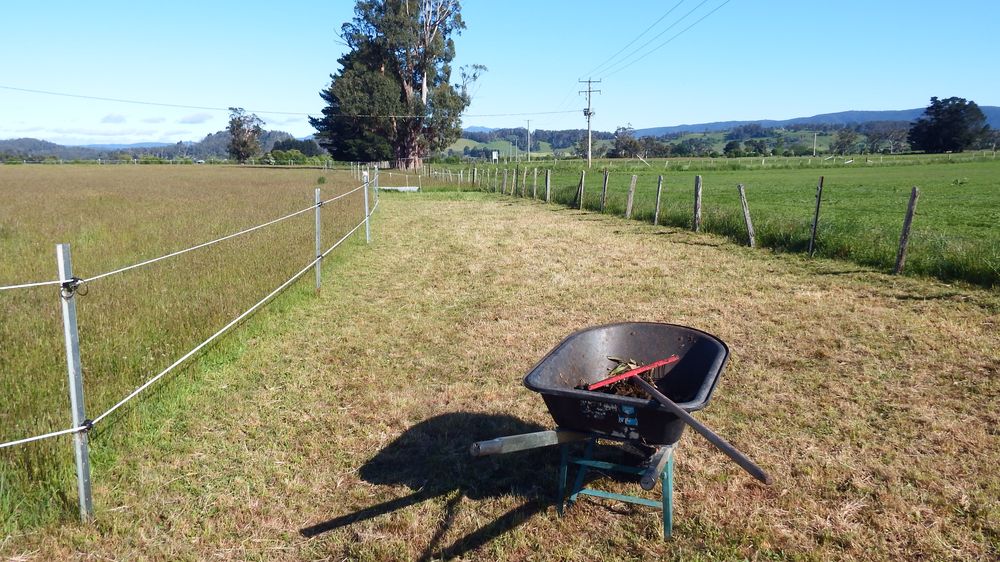 Every morning and evening picking up horse pooh Every morning and evening picking up horse pooh
