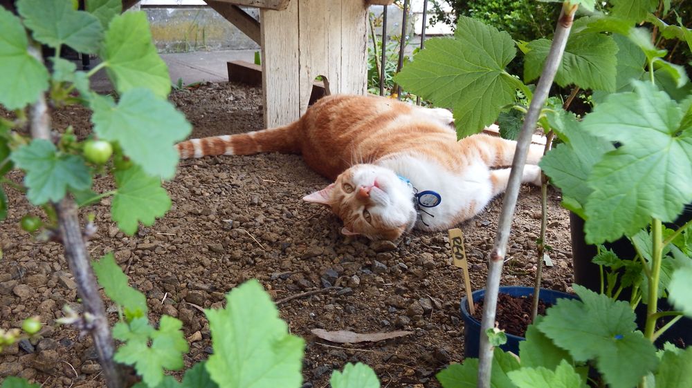 Reddi the brute Reddi the brute