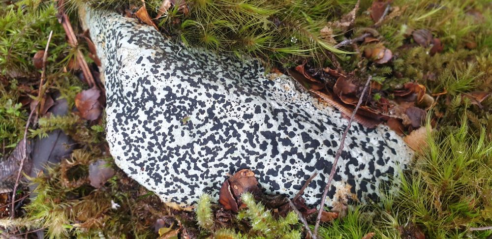 Leopard patterns. Leopard patterns.