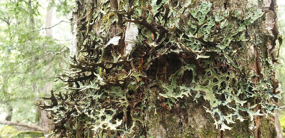 More lichen. More lichen.