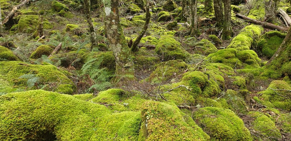 Moss draping the rocks. Moss draping the rocks.