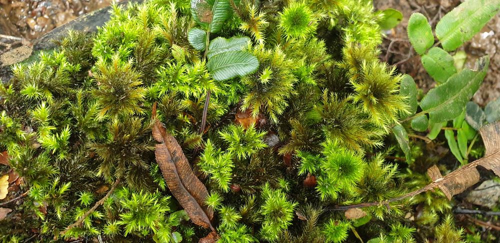 Starbursts. Starbursts.