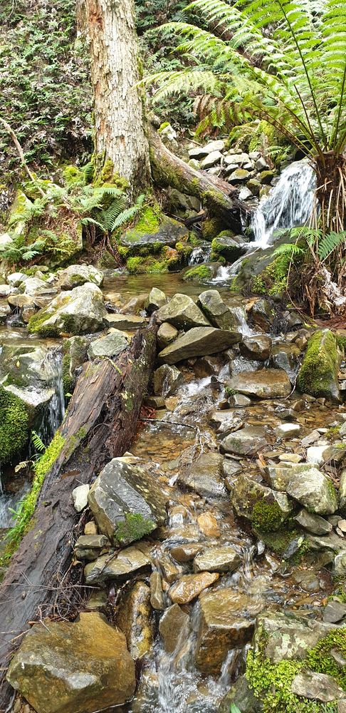 Stream crossing. Stream crossing.