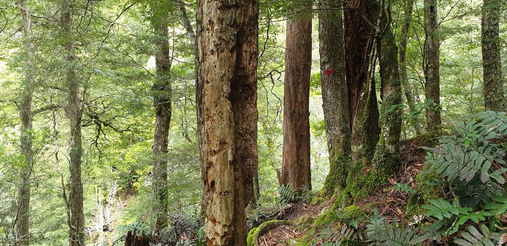 Beautiful forest. Beautiful forest.