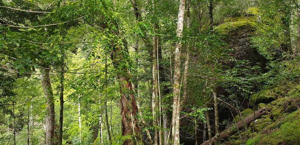 Intense greens. Intense greens.