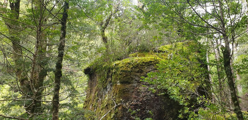 Moss covered boulders rise like islands in the forest. Moss covered boulders rise like islands in the forest.