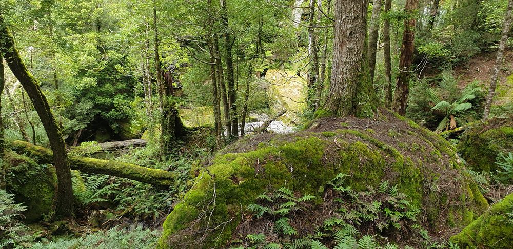 Whales of rock. Whales of rock.