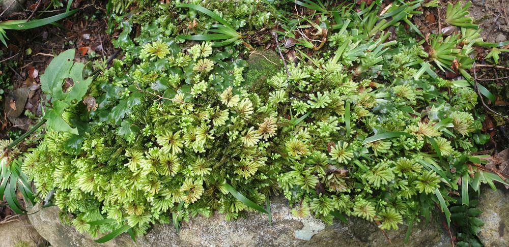 More decorations. More decorations.