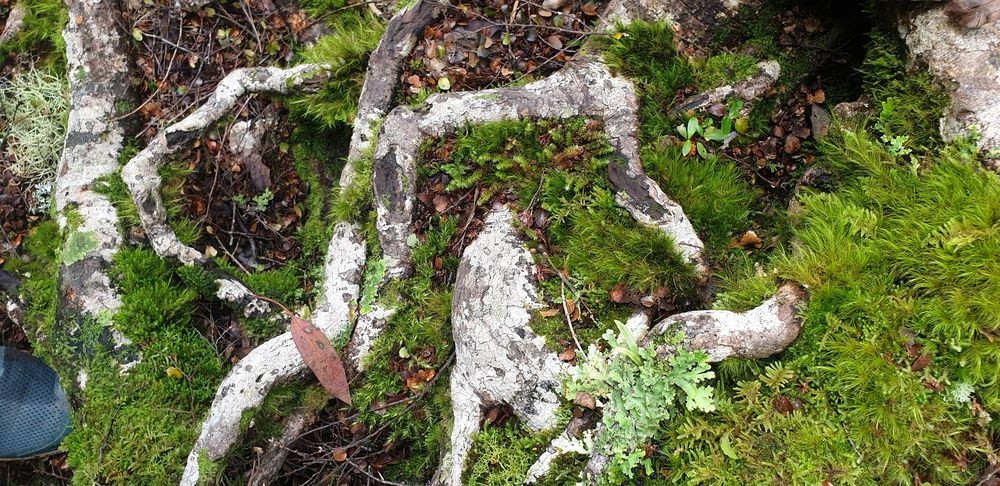 Root networks. Root networks.