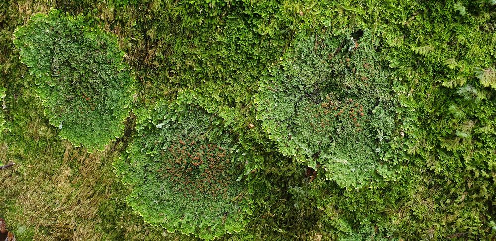 Spotted rocks. Spotted rocks.