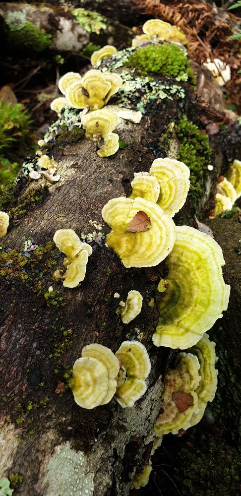 Funky fungi. Funky fungi.