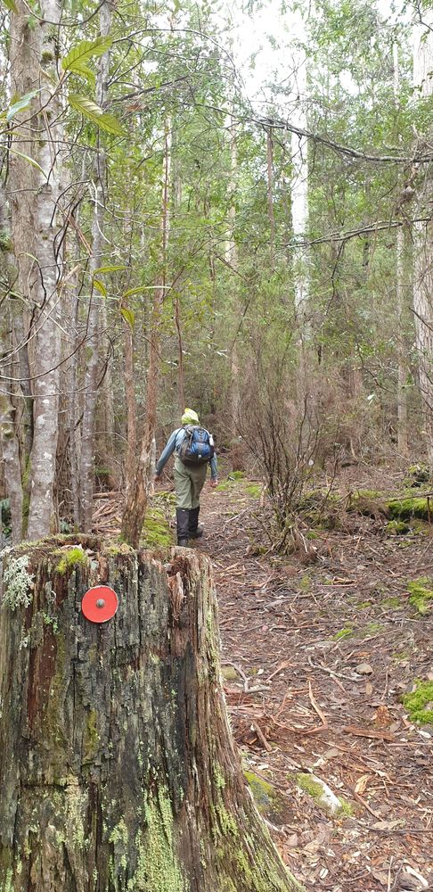 In the eucalypt forest. In the eucalypt forest.