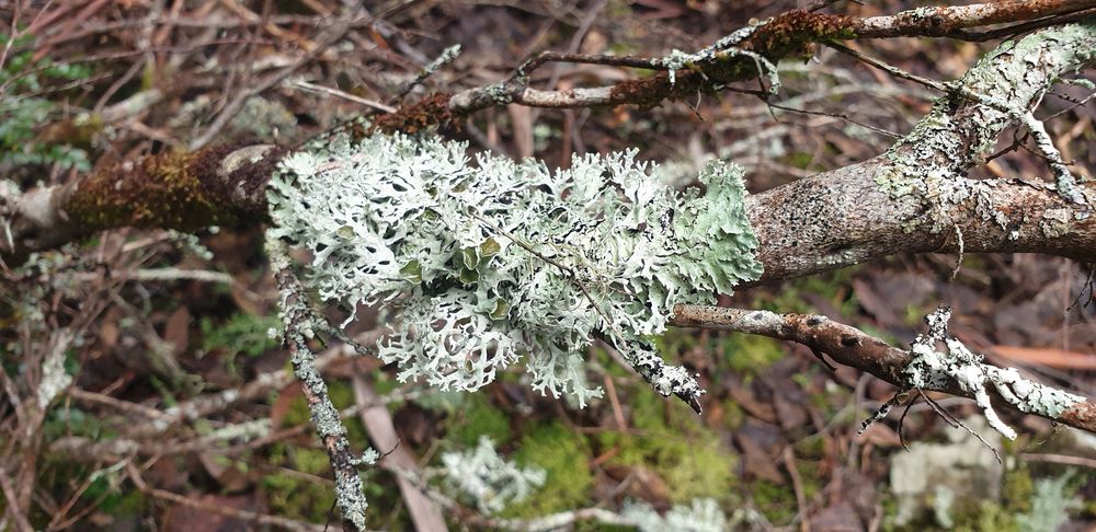 Lichen. Lichen.
