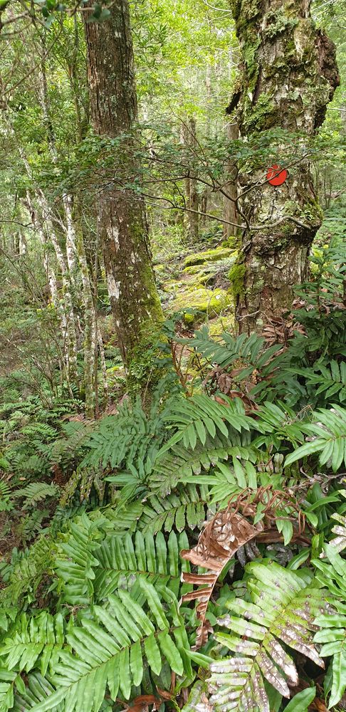 Myrtle forest. Myrtle forest.