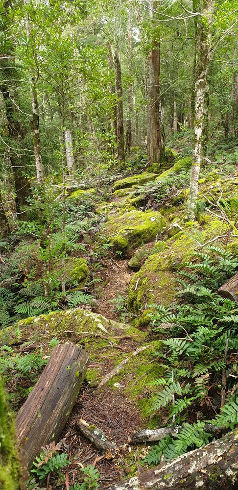 The path through the forest. The path through the forest.