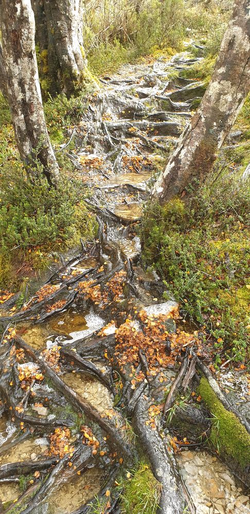 What you can expect on Hounslow Heath Track What you can expect on Hounslow Heath Track