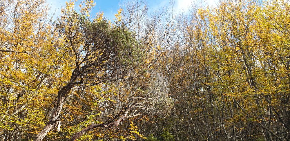 First fagus sighting! First fagus sighting!