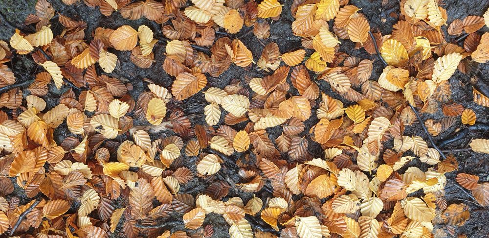 Fagus leaf litter, see the unique shape of the leaf Fagus leaf litter, see the unique shape of the leaf