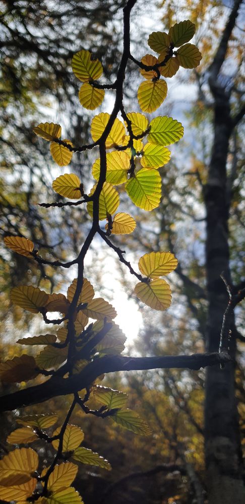 Sun shining through nothofagus gunnii Sun shining through nothofagus gunnii