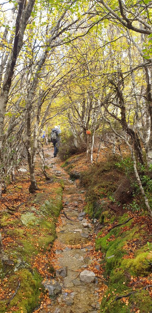 Corridor of nothofagus gunnii Corridor of nothofagus gunnii