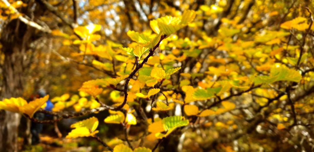 Amazing hues of the nothofagus gunnii Amazing hues of the nothofagus gunnii