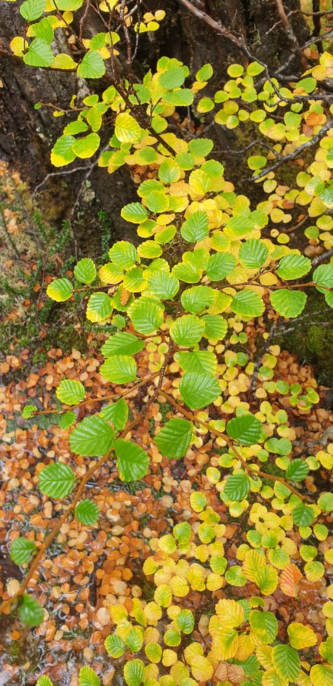 In the process of turning from green to gold In the process of turning from green to gold