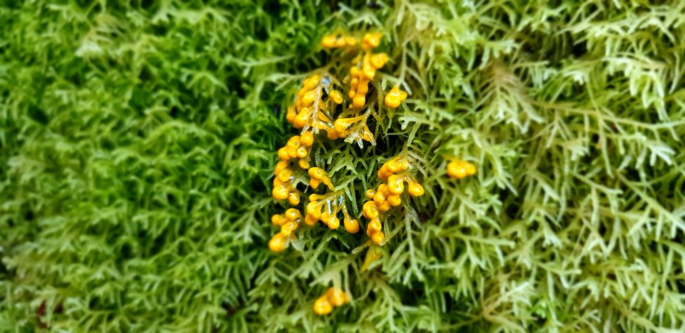 Mossy feature of the Weindorfers Forest short walk Mossy feature of the Weindorfers Forest short walk