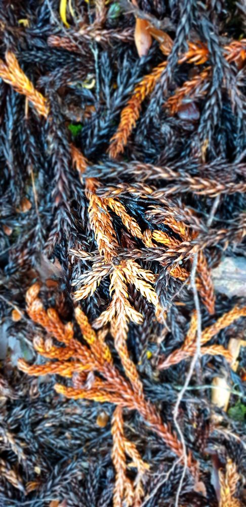 This is not an import, it's the needles from a King Billy pine tree, which the original Waldheim was built of This is not an import, it's the needles from a King Billy pine tree, which the original Waldheim was built of