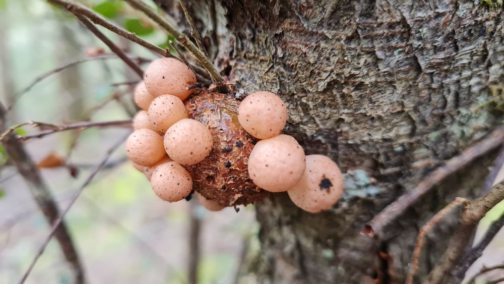 Fast food. Fungi that grows on Myrtle beech. Fast food. Fungi that grows on Myrtle beech.