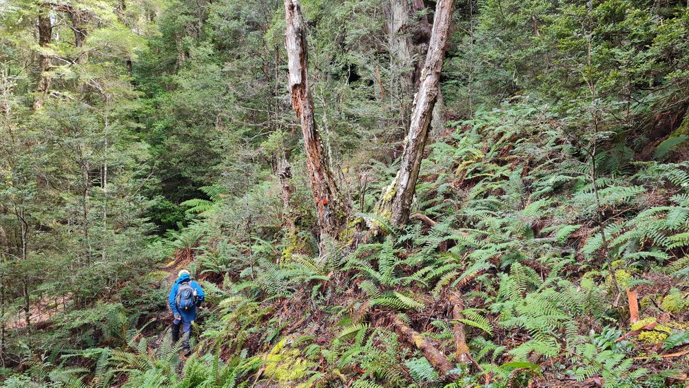 Through the Meander Forest. Through the Meander Forest.