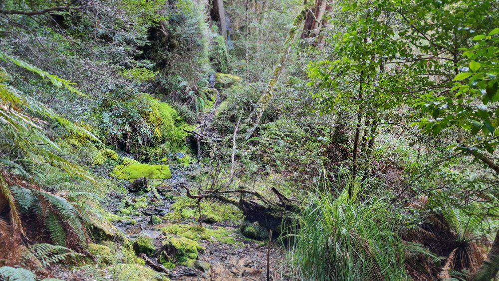 The stunning rainforest. The stunning rainforest.