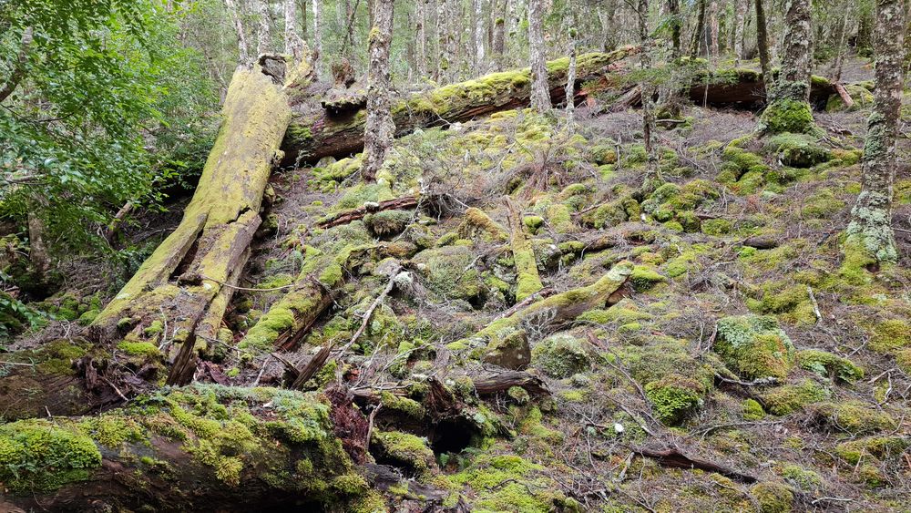 Enchanted forest covered in moss. Enchanted forest covered in moss.