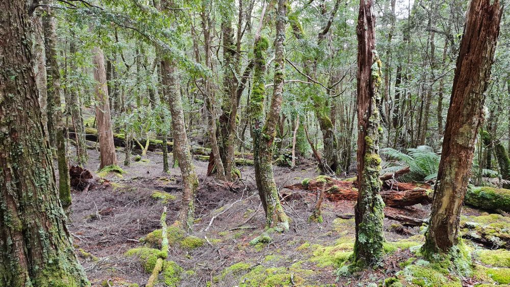 Moving up from the creek crossing. Moving up from the creek crossing.