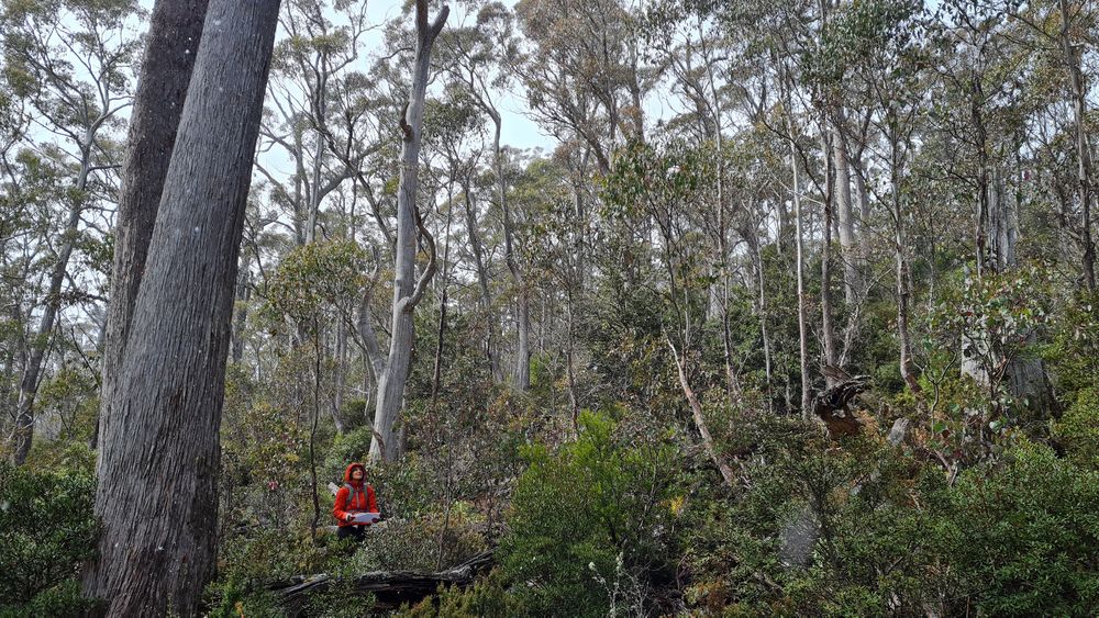 Snowfall as the currawongs surround us. Snowfall as the currawongs surround us.