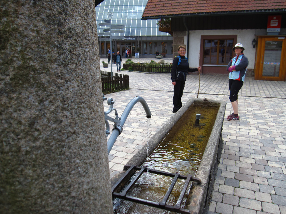 Having a drink at the trough