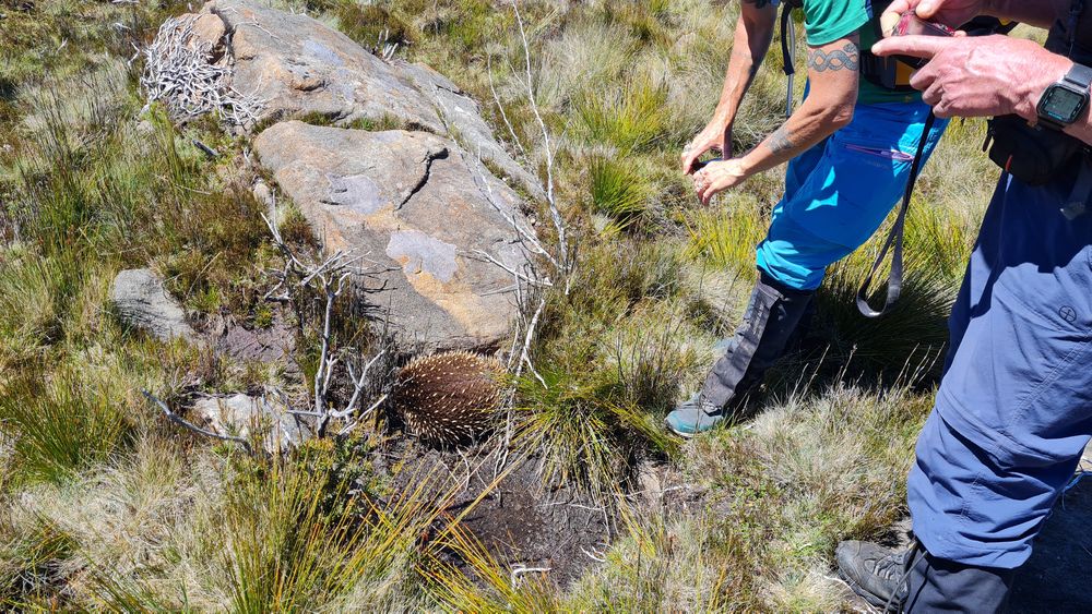 An large echidna we spotted. I could pat it and feel how soft its spines are. An large echidna we spotted. I could pat it and feel how soft its spines are.