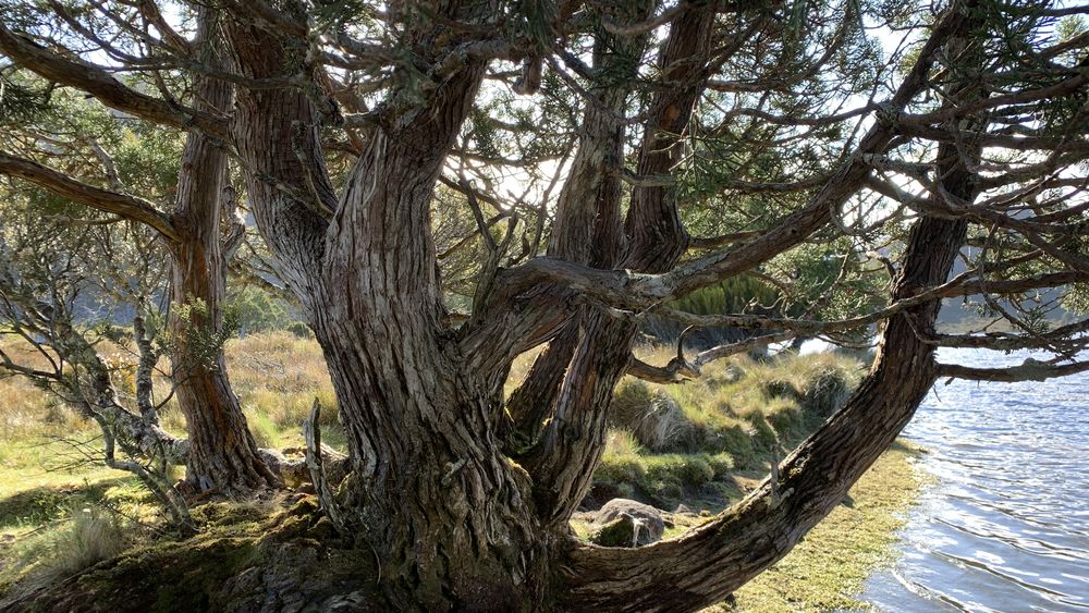 The large ancient pencil pine trees at Lake Balmoral beach. The large ancient pencil pine trees at Lake Balmoral beach.