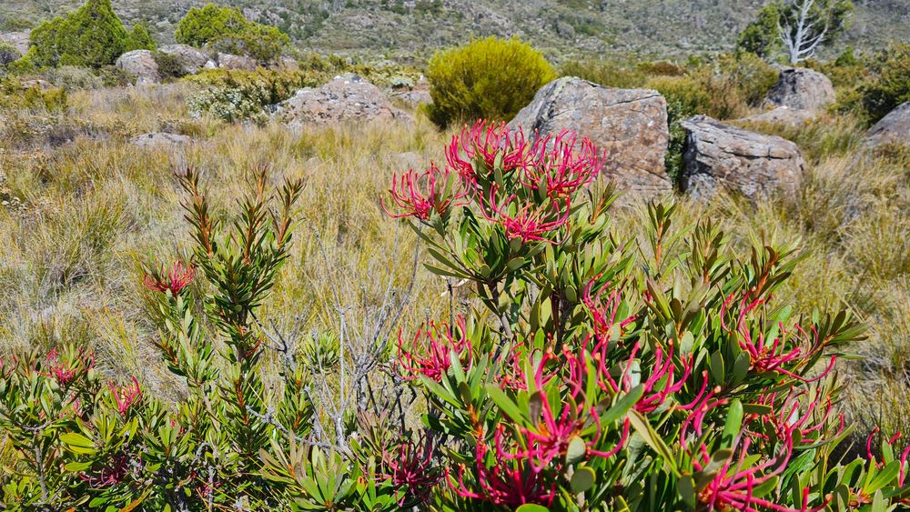 Waratah still flowering. Waratah still flowering.