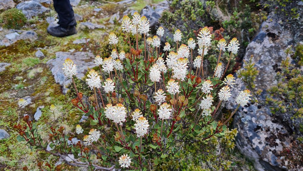 Mountain rocket so named for its shape not its culinary use. Mountain rocket so named for its shape not its culinary use.