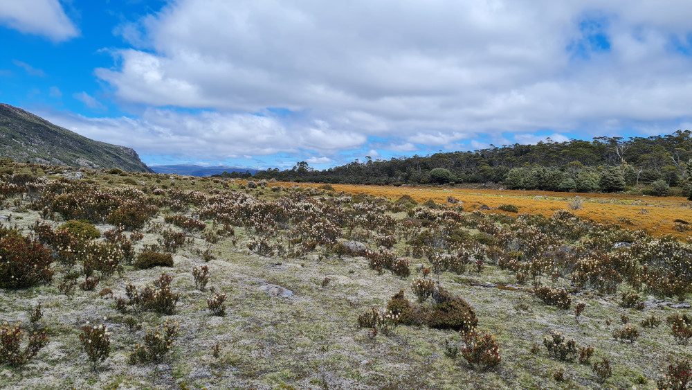 Looking at the saddle with its inverted treeline, the boggy area gets very cold in winter in comparison to the higher altitude trees surrounding it. Looking at the saddle with its inverted treeline, the boggy area gets very cold in winter in comparison to the higher altitude trees surrounding it.