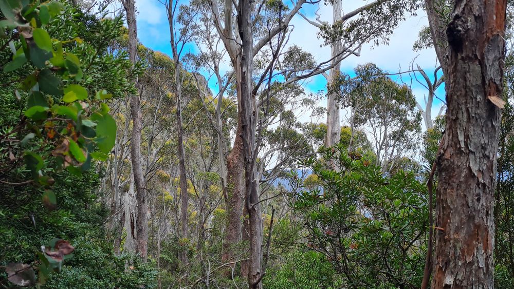 Heading up to the saddle. Heading up to the saddle.