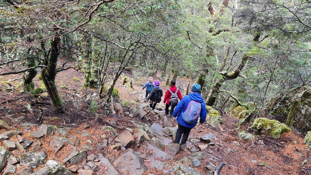 The silent beauty of a cloud forest The silent beauty of a cloud forest