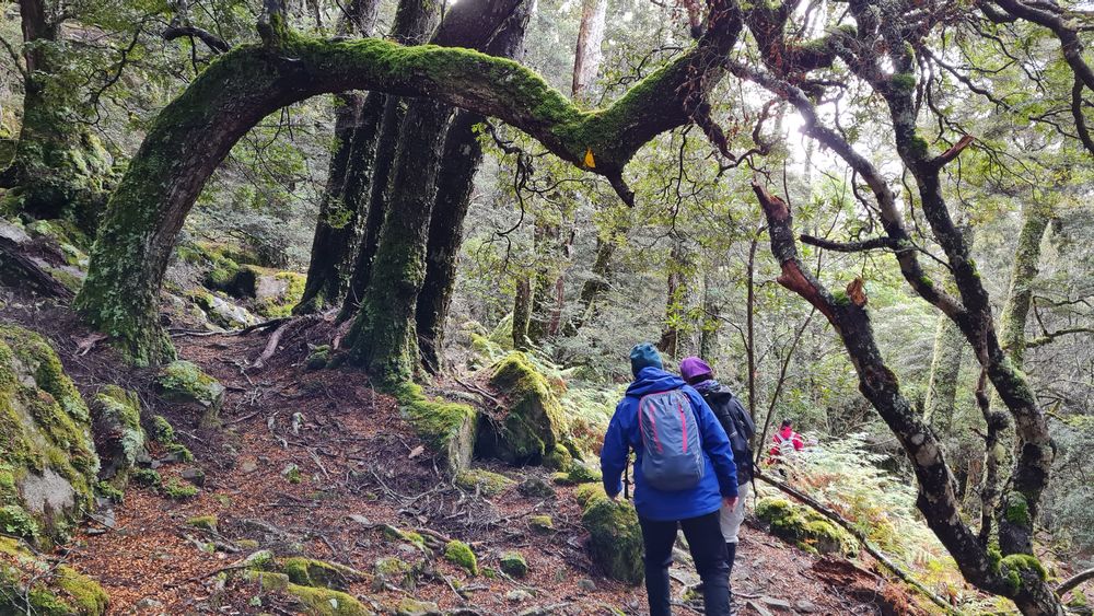 Ancient environment. Some of the rocks are the oldest in Tasmania. Ancient environment. Some of the rocks are the oldest in Tasmania.