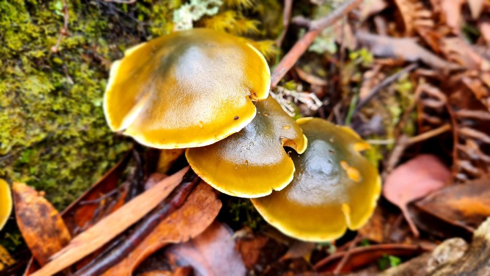 Fungi kingdom Fungi kingdom