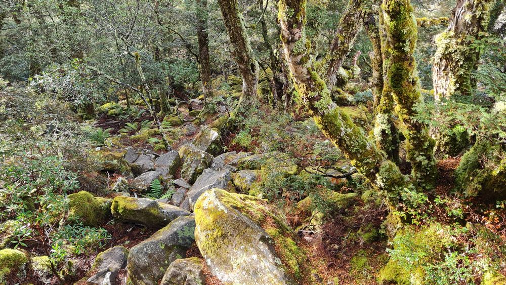 Myrtle cloud forest CMyrtle cloud forest